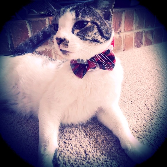 Meet your Posher, Samantha - Picture 4 of 4